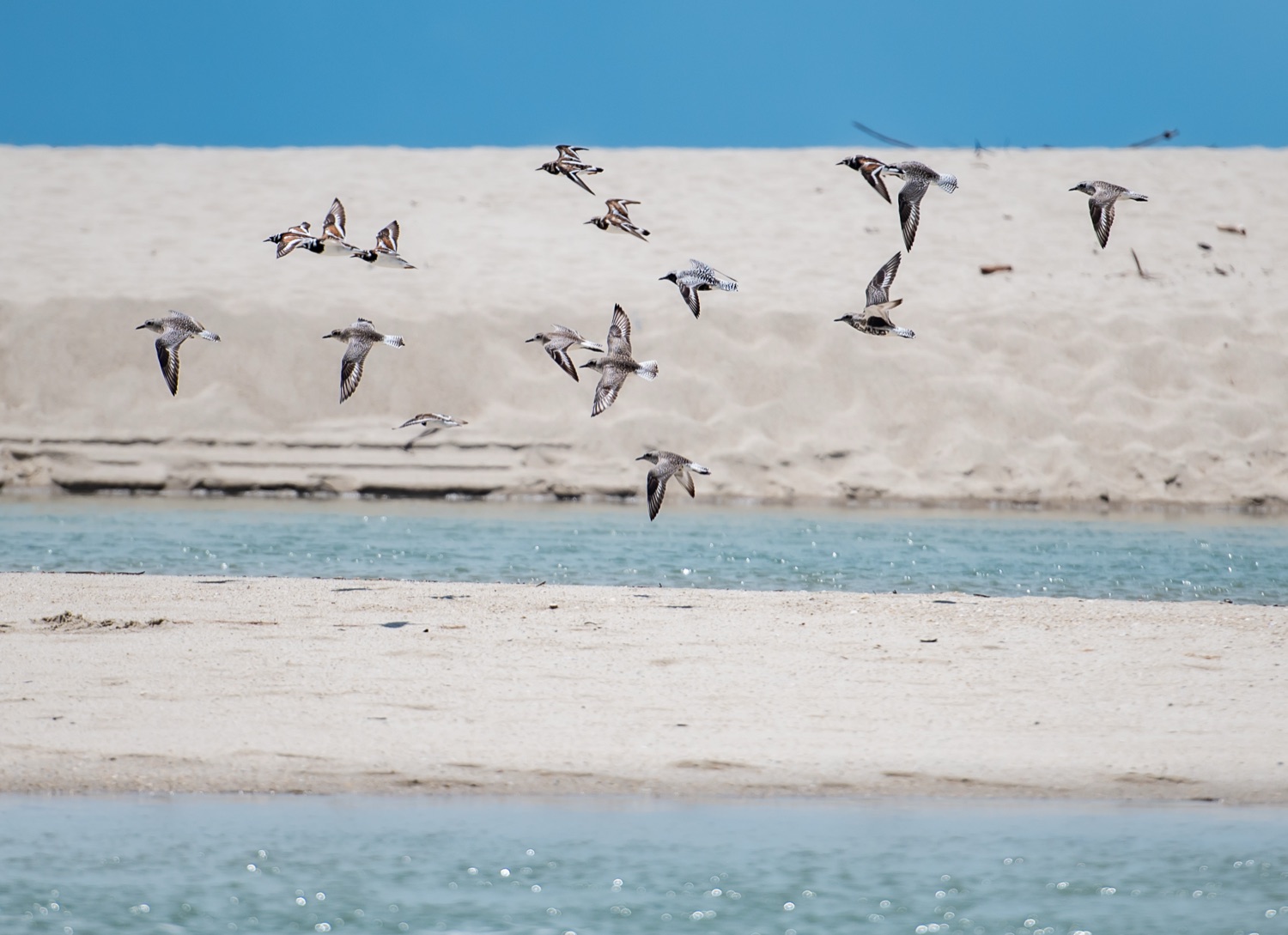 Aves migratórias sobre o banco de areia